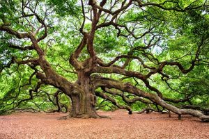 The Oak Tree of Ancient Wisdom and Strength – Fairerose's Witchy Garden