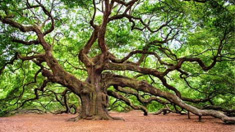 The Oak Tree of Ancient Wisdom and Strength – Fairerose's Witchy Garden